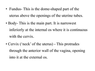 • Fundus- This is the dome-shaped part of the
uterus above the openings of the uterine tubes.
• Body- This is the main part. It is narrowest
inferiorly at the internal os where it is continuous
with the cervix.
• Cervix (‘neck’ of the uterus) - This protrudes
through the anterior wall of the vagina, opening
into it at the external os.
 