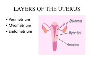 LAYERS OF THE UTERUS
• Perimetrium
• Myometrium
• Endometrium
 