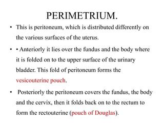 PERIMETRIUM.
• This is peritoneum, which is distributed differently on
the various surfaces of the uterus.
• • Anteriorly it lies over the fundus and the body where
it is folded on to the upper surface of the urinary
bladder. This fold of peritoneum forms the
vesicouterine pouch.
• Posteriorly the peritoneum covers the fundus, the body
and the cervix, then it folds back on to the rectum to
form the rectouterine (pouch of Douglas).
 