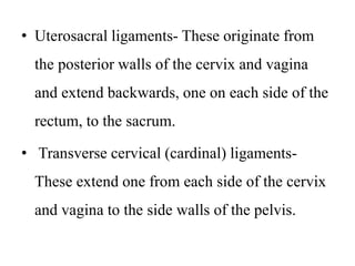 • Uterosacral ligaments- These originate from
the posterior walls of the cervix and vagina
and extend backwards, one on each side of the
rectum, to the sacrum.
• Transverse cervical (cardinal) ligaments-
These extend one from each side of the cervix
and vagina to the side walls of the pelvis.
 