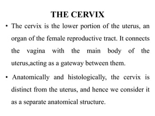 THE CERVIX
• The cervix is the lower portion of the uterus, an
organ of the female reproductive tract. It connects
the vagina with the main body of the
uterus,acting as a gateway between them.
• Anatomically and histologically, the cervix is
distinct from the uterus, and hence we consider it
as a separate anatomical structure.
 