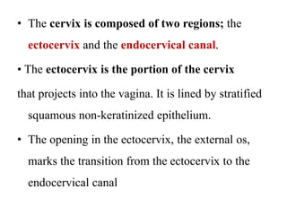 • The cervix is composed of two regions; the
ectocervix and the endocervical canal.
• The ectocervix is the portion of the cervix
that projects into the vagina. It is lined by stratified
squamous non-keratinized epithelium.
• The opening in the ectocervix, the external os,
marks the transition from the ectocervix to the
endocervical canal
 