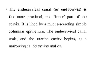 • The endocervical canal (or endocervix) is
the more proximal, and ‘inner’ part of the
cervix. It is lined by a mucus-secreting simple
columnar epithelium. The endocervical canal
ends, and the uterine cavity begins, at a
narrowing called the internal os.
 