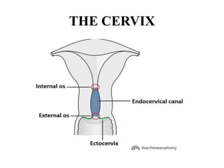 THE CERVIX
 