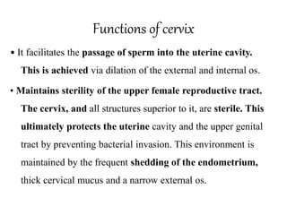 Functions of cervix
• It facilitates the passage of sperm into the uterine cavity.
This is achieved via dilation of the external and internal os.
• Maintains sterility of the upper female reproductive tract.
The cervix, and all structures superior to it, are sterile. This
ultimately protects the uterine cavity and the upper genital
tract by preventing bacterial invasion. This environment is
maintained by the frequent shedding of the endometrium,
thick cervical mucus and a narrow external os.
 