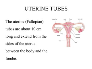 UTERINE TUBES
The uterine (Fallopian)
tubes are about 10 cm
long and extend from the
sides of the uterus
between the body and the
fundus.
 