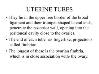 UTERINE TUBES
• They lie in the upper free border of the broad
ligament and their trumpet-shaped lateral ends,
penetrate the posterior wall, opening into the
peritoneal cavity close to the ovaries.
• The end of each tube has fingerlike, projections
called fimbriae.
• The longest of these is the ovarian fimbria,
which is in close association with the ovary.
 