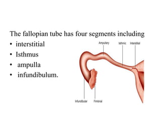 The fallopian tube has four segments including
• interstitial
• Isthmus
• ampulla
• infundibulum.
 