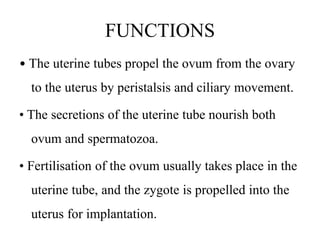 FUNCTIONS
• The uterine tubes propel the ovum from the ovary
to the uterus by peristalsis and ciliary movement.
• The secretions of the uterine tube nourish both
ovum and spermatozoa.
• Fertilisation of the ovum usually takes place in the
uterine tube, and the zygote is propelled into the
uterus for implantation.
 