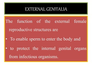 EXTERNAL GENITALIA
The function of the external female
reproductive structures are
• To enable sperm to enter the body and
• to protect the internal genital organs
from infectious organisms.
 