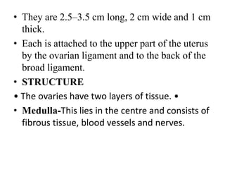• They are 2.5–3.5 cm long, 2 cm wide and 1 cm
thick.
• Each is attached to the upper part of the uterus
by the ovarian ligament and to the back of the
broad ligament.
• STRUCTURE
• The ovaries have two layers of tissue. •
• Medulla-This lies in the centre and consists of
fibrous tissue, blood vessels and nerves.
 