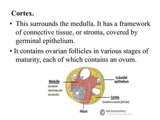 Cortex.
• This surrounds the medulla. It has a framework
of connective tissue, or stroma, covered by
germinal epithelium.
• It contains ovarian follicles in various stages of
maturity, each of which contains an ovum.
 