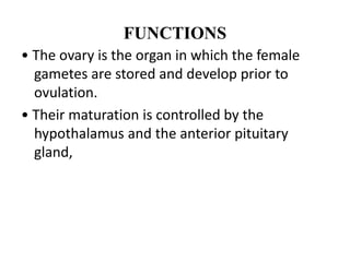 FUNCTIONS
• The ovary is the organ in which the female
gametes are stored and develop prior to
ovulation.
• Their maturation is controlled by the
hypothalamus and the anterior pituitary
gland,
 
