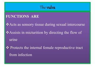 The vulva
FUNCTIONS ARE
Acts as sensory tissue during sexual intercourse
Assists in micturition by directing the flow of
urine
 Protects the internal female reproductive tract
from infection
 