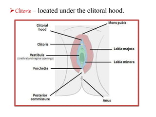 Clitoris – located under the clitoral hood.
 