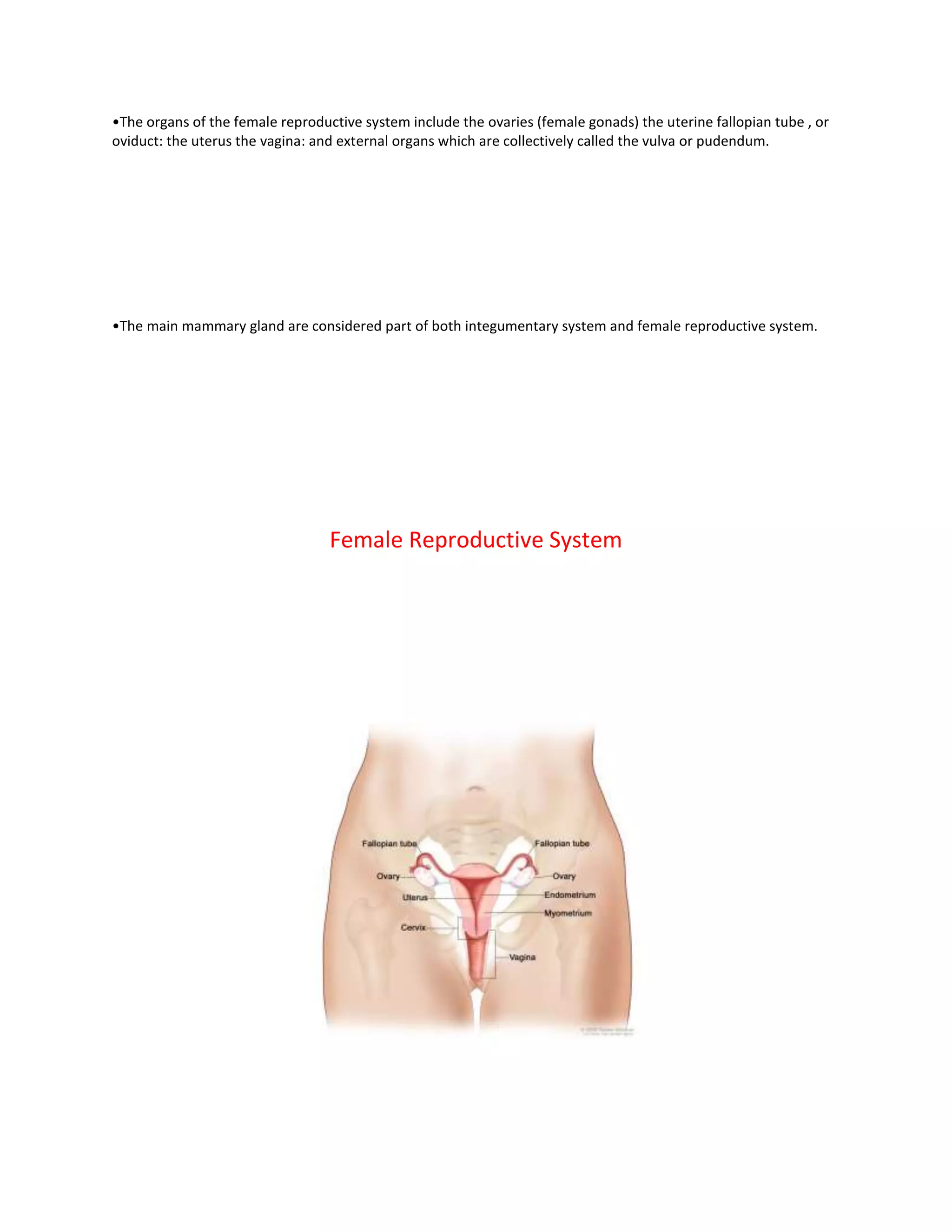 Female Reproductive System.docx