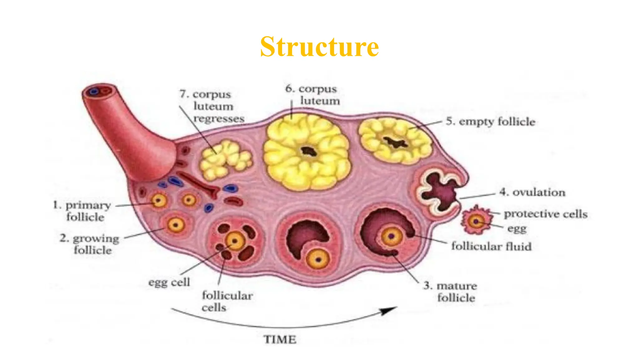 FEMALE REPRODUCTIVE SYSTEM ppt | PPTX