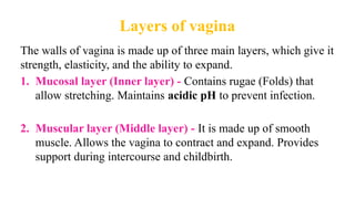 Layers of vagina
The walls of vagina is made up of three main layers, which give it
strength, elasticity, and the ability to expand.
1. Mucosal layer (Inner layer) - Contains rugae (Folds) that
allow stretching. Maintains acidic pH to prevent infection.
2. Muscular layer (Middle layer) - It is made up of smooth
muscle. Allows the vagina to contract and expand. Provides
support during intercourse and childbirth.
 