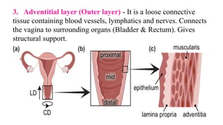 3. Adventitial layer (Outer layer) - It is a loose connective
tissue containing blood vessels, lymphatics and nerves. Connects
the vagina to surrounding organs (Bladder & Rectum). Gives
structural support.
 