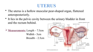 • The uterus is a hollow muscular pear-shaped organ, flattened
anteroposteriorly.
• It lies in the pelvic cavity between the urinary bladder in front
and the rectum behind.
 Measurements: Length – 7.5cm
Widhth - 5cm
Breadth – 2.5cm
UTERUS
 