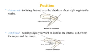 Position
• Anteverted - inclining forward over the bladder at about right angle to the
vagina.
• Anteflexed - bending slightly forward on itself at the internal os between
the corpus and the cervix.
 
