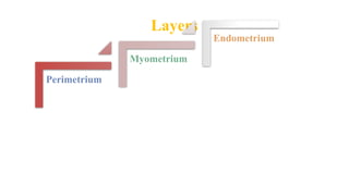 Layers
Perimetrium
Myometrium
Endometrium
 