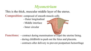 Myometrium
This is the thick, muscular middle layer of the uterus.
Composition: composed of smooth muscle cells
- Outer longitudinal
- Middle interlace
- Inner circular
Functions: - contract during menstruation to expel the uterine lining.
- during childbirth to push out the fetus and placenta.
- contracts after delivery to prevent postpartum hemorrhage
 