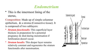 Endometrium
• This is the innermost lining of the
uterus,
Composition: Made up of simple columnar
epithelium, & a stroma (Connective tissue). It
is composed of two sublayers:
• Stratum functionalis: This superficial layer
thickens in preparation for a potential
pregnancy & shed during menstruation if
fertilization doesn't occur.
• Stratum basalis: This deeper layer remains
relatively constant and regenerates the stratum
functionalis after menstruation.
 