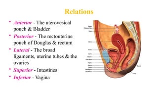 Relations
• Anterior - The uterovesical
pouch & Bladder
• Posterior - The rectouterine
pouch of Douglas & rectum
• Lateral - The broad
ligaments, uterine tubes & the
ovaries
• Superior - Intestines
• Inferior - Vagina
 