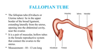 FALLOPIAN TUBE
• The fallopian tube (Oviducts or
Uterine tubes) lie in the upper
border of the broad ligament,
extending laterally from the uterus,
opening into the abdominal cavity,
near the ovaries
• It is a pair of muscular, hollow tubes
in the female reproductive system
that connect the ovaries to the
uterus.
• Measurement - 10 - 13 cm long
 