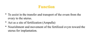 Function
• To assist in the transfer and transport of the ovum from the
ovary to the uterus.
• Act as a site of fertilization (Ampulla)
• Nourishment and movement of the fertilized ovym toward the
uterus for implantation.
 