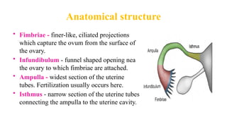 Anatomical structure
• Fimbriae - finer-like, ciliated projections
which capture the ovum from the surface of
the ovary.
• Infundibulum - funnel shaped opening nea
the ovary to which fimbriae are attached.
• Ampulla - widest section of the uterine
tubes. Fertilization usually occurs here.
• Isthmus - narrow section of the uterine tubes
connecting the ampulla to the uterine cavity.
 