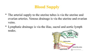 Blood Supply
• The arterial supply to the uterine tubes is via the uterine and
ovarian arteries. Venous drainage is via the uterine and ovarian
veins.
• Lymphatic drainage is via the iliac, sacral and aortic lymph
nodes.
 