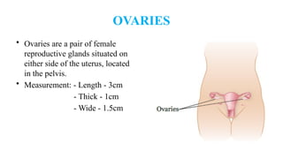 OVARIES
• Ovaries are a pair of female
reproductive glands situated on
either side of the uterus, located
in the pelvis.
• Measurement: - Length - 3cm
- Thick - 1cm
- Wide - 1.5cm
 