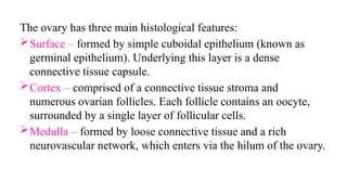 The ovary has three main histological features:
Surface – formed by simple cuboidal epithelium (known as
germinal epithelium). Underlying this layer is a dense
connective tissue capsule.
Cortex – comprised of a connective tissue stroma and
numerous ovarian follicles. Each follicle contains an oocyte,
surrounded by a single layer of follicular cells.
Medulla – formed by loose connective tissue and a rich
neurovascular network, which enters via the hilum of the ovary.
 