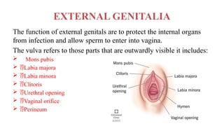 EXTERNAL GENITALIA
The function of external genitals are to protect the internal organs
from infection and allow sperm to enter into vagina.
The vulva refers to those parts that are outwardly visible it includes:
 Mons pubis
 Labia majora
 Labia minora
 Clitoris
 Urethral opening
 Vaginal orifice
 Perineum
 