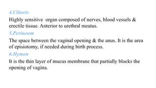 4.Clitoris
Highly sensitive organ composed of nerves, blood vessels &
erectile tissue. Anterior to urethral meatus.
5.Perineum
The space between the vaginal opening & the anus. It is the area
of episiotomy, if needed during birth process.
6.Hymen
It is the thin layer of mucus membrane that partially blocks the
opening of vagina.
 