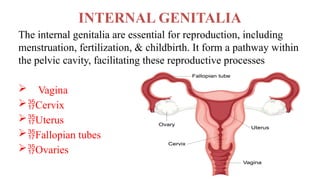 INTERNAL GENITALIA
The internal genitalia are essential for reproduction, including
menstruation, fertilization, & childbirth. It form a pathway within
the pelvic cavity, facilitating these reproductive processes
 Vagina
Cervix
Uterus
Fallopian tubes
Ovaries
 