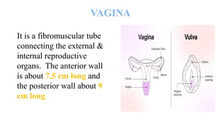 VAGINA
It is a fibromuscular tube
connecting the external &
internal reproductive
organs. The anterior wall
is about 7.5 cm long and
the posterior wall about 9
cm long.
 