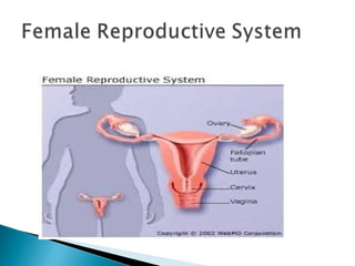 Female reproductive system.ppt Female reproductive system | PPT