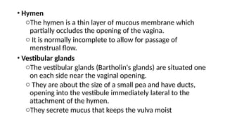 Hymen In Female Comprehensive Overview of Female Reproductive System Anatomy and ...