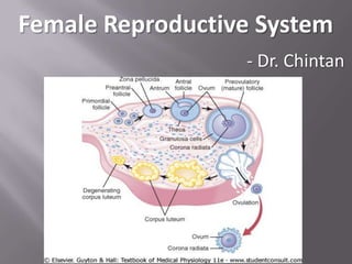 Female Reproductive System
- Dr. Chintan

 