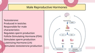 Testosterone Reproductive System Female Reproductive System Biology Presentation in a Pink Bold Style.pptx