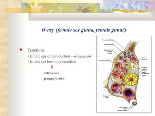 Female reproductive system | PPT