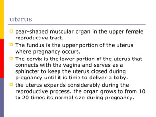 uterus
 pear-shaped muscular organ in the upper female
reproductive tract.
 The fundus is the upper portion of the uterus
where pregnancy occurs.
 The cervix is the lower portion of the uterus that
connects with the vagina and serves as a
sphincter to keep the uterus closed during
pregnancy until it is time to deliver a baby.
 the uterus expands considerably during the
reproductive process. the organ grows to from 10
to 20 times its normal size during pregnancy.
 