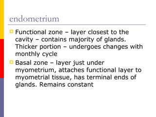endometrium
 Functional zone – layer closest to the
cavity – contains majority of glands.
Thicker portion – undergoes changes with
monthly cycle
 Basal zone – layer just under
myometrium, attaches functional layer to
myometrial tissue, has terminal ends of
glands. Remains constant
 