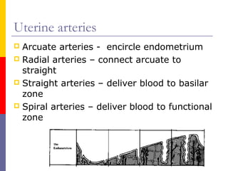 Uterine arteries
 Arcuate arteries - encircle endometrium
 Radial arteries – connect arcuate to
straight
 Straight arteries – deliver blood to basilar
zone
 Spiral arteries – deliver blood to functional
zone
 