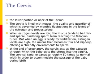 The Cervix
 the lower portion or neck of the uterus.
 The cervix is lined with mucus, the quality and quantity of
which is governed by monthly fluctuations in the levels of
the estrogen and progesterone.
 When estrogen levels are low, the mucus tends to be thick
and sparse, hindering sperm from reaching the fallopian
tubes. But when an egg is ready for fertilization, estrogen
levels are high, the mucus then becomes thin and slippery,
offering a “friendly environment” to sperm
 at the end of pregnancy, the cervix acts as the passage
through which the baby exits the uterus into the vagina.
The cervical canal expands to roughly 50 times its normal
width in order to accommodate the passage of the baby
during birth
 