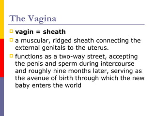 The Vagina
 vagin = sheath
 a muscular, ridged sheath connecting the
external genitals to the uterus.
 functions as a two-way street, accepting
the penis and sperm during intercourse
and roughly nine months later, serving as
the avenue of birth through which the new
baby enters the world
 