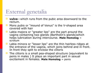 External genetalia
 vulva—which runs from the pubic area downward to the
rectum.
 Mons pubis or "mound of Venus" is the V-shaped area
covered with hair
 Labia majora or "greater lips" are the part around the
vagina containing two glands (Bartholin’s glands)which
helps lubrication during intercourse. Male Homolog =
scrotum
 Labia minora or "lesser lips" are the thin hairless ridges at
the entrance of the vagina, which joins behind and in front.
In front they split to enclose the clitoris
 The clitoris is a small pea-shaped structure (equivalent to
penis in males ) It plays an important part in sexual
excitement in females. Male Homolog = penis
 